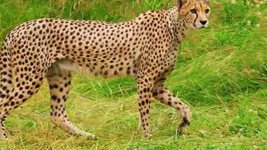 Vahşi çita vahşi doğada