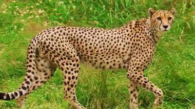 Çita (panthera pardus) çimenlerde yürüyor