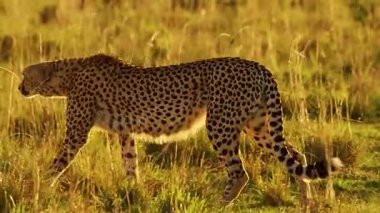 Çita çimlerin üzerinde