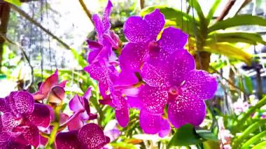 Tropik bahçede orkide çiçekleri