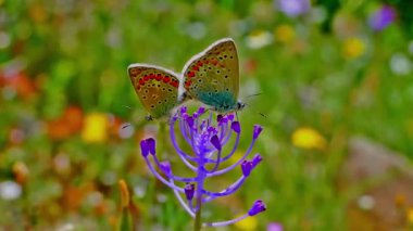 Çiçekteki güzel kelebek