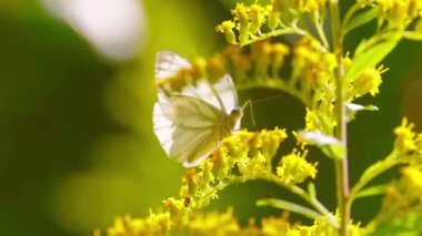 Bahçedeki güzel sarı çiçek