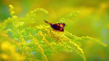 Çiçekteki güzel kelebek