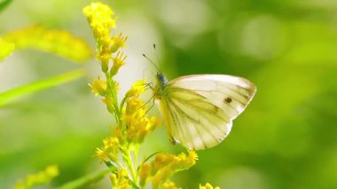 Çiçekteki güzel kelebek