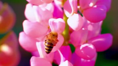 Pembe bir çiçeği dölleyen bir arı.