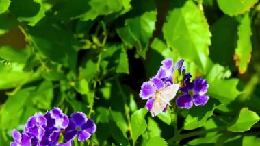 Bahçedeki güzel çiçekler