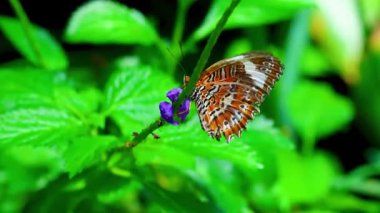 Bahçedeki çiçekte kelebek