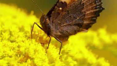 Çiçek üzerindeki bir kelebek.