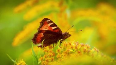 Bahçedeki çiçekte kırmızı kelebek.