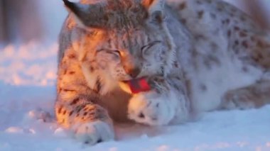 Karda güzel beyaz bir kedi