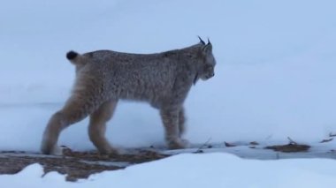 Güneşli bir kış gününde karda vaşak.