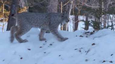 Kış ormanlarında vahşi beyaz kurt, Çek Cumhuriyeti