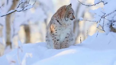 Beyaz tilki kışın kar altında