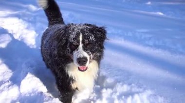 Karda yürüyen köpek.