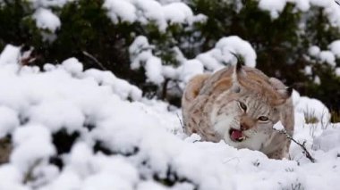 Karlı bir kış ormanında beyaz vaşak.