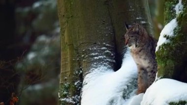 Ormanın arka planında bir kedi