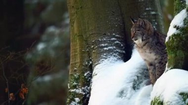 Ormanda bir kızıl sincap.