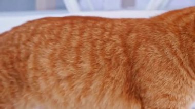 Beyaz bir evde, tahta bir zeminde kırmızı bir kedi.