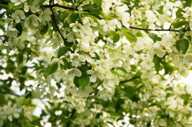 Arka planını çiçekler beyaz elma