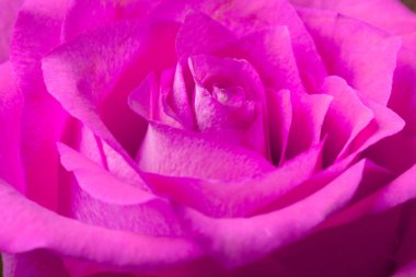 Gül çiçek makro arka plan. Seçici odak