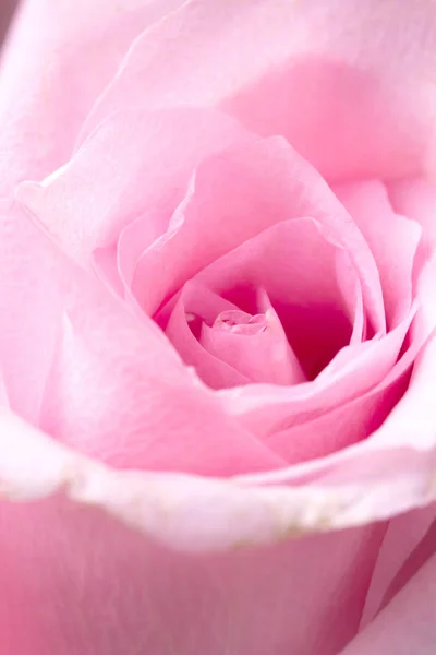 Macro Sfondo Fiore Rosa Focus Selettivo — Foto Stock