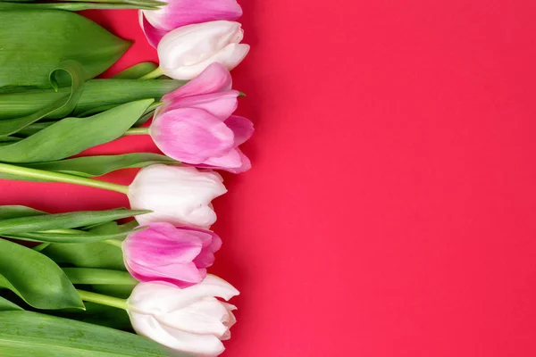 Hermosos Tulipanes Sobre Fondo Rojo Vista Superior —  Fotos de Stock