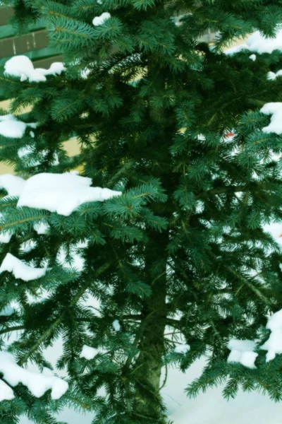 Green spruce in blur. No focus
