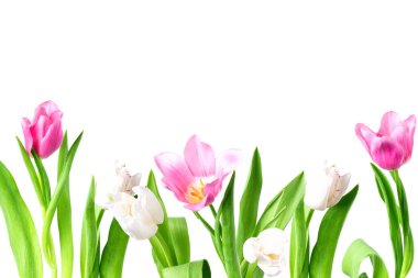 Beyaz bir arka plan üzerinde güzel Lale. İzole