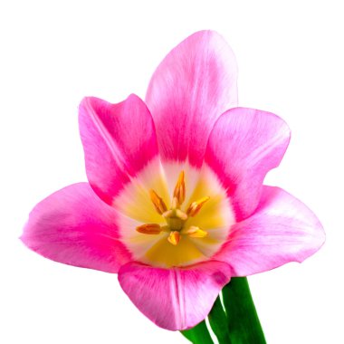 Beyaz bir arka plan üzerinde güzel Lale. İzole