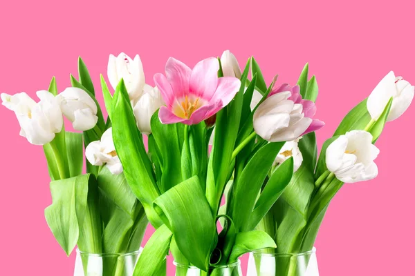 Beautiful tulips on a color background. Isolated