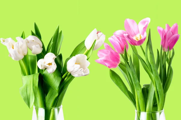 Beautiful tulips on a color background. Isolated