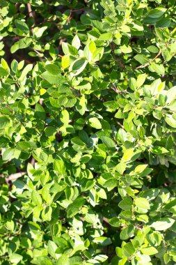 Doğa yeşil yaprakları doku. Yaprağın arka planı 