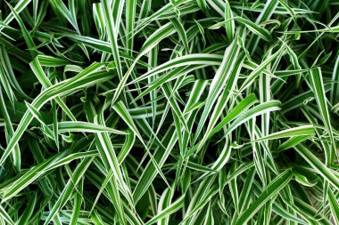 Doğa yeşil yaprakları doku. Yaprağın arka planı 