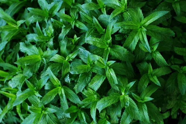 Natur grüne Blätter Textur. Hintergrund von Blatt — Stockfoto