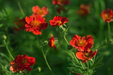 Bahçede açan güzel çiçeklerbahar arka plan. Yumuşak odaklama