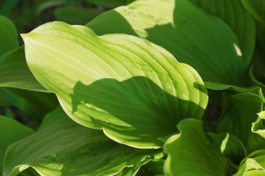 Bahçede açan güzel çiçeklerbahar arka plan. Yumuşak odaklama