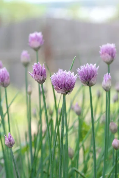 Floraler abstrakter Hintergrund der Natur. Blüten und Blätter. — Stockfoto