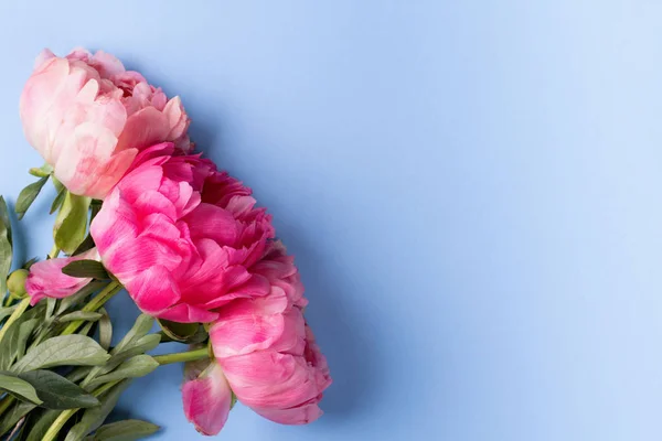 Flores de peonías rosadas sobre fondo azul —  Fotos de Stock