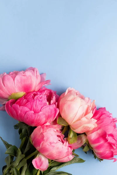 Flores de peonías rosadas sobre fondo azul —  Fotos de Stock