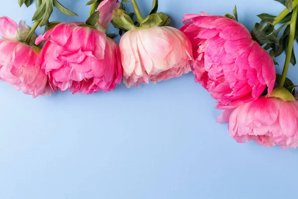 Peonie rosa fiore su sfondo blu — Foto Stock