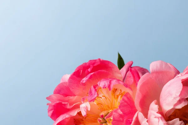 블루 배경에 꽃 핑크 모란 — 스톡 사진