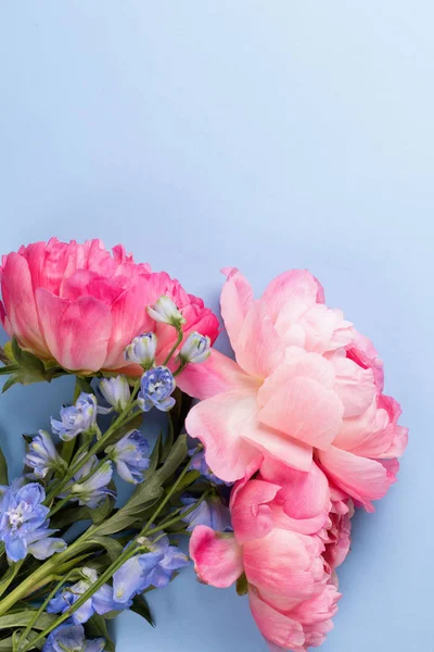 Flores de peonías rosadas sobre fondo azul —  Fotos de Stock