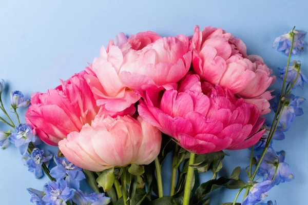 Flores de peonías rosadas sobre fondo azul —  Fotos de Stock
