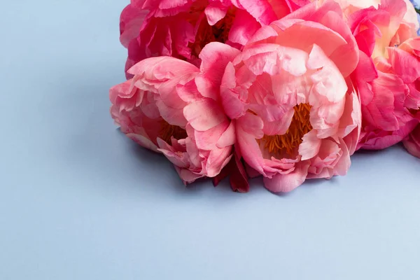 Flores de peonías rosadas sobre fondo azul —  Fotos de Stock