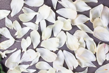 Gri arka planda şakayık yaprakları. Üstte görüntü