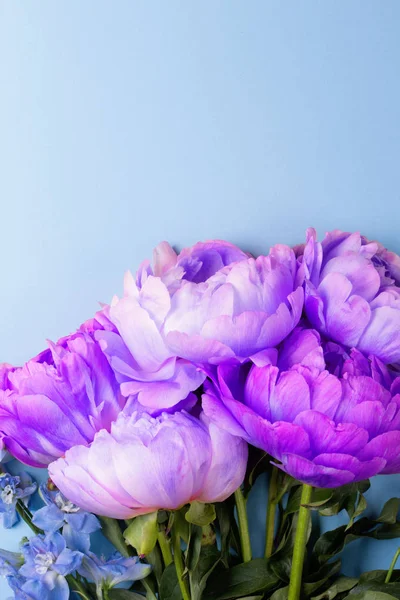 Flores de peonías azules sobre fondo azul —  Fotos de Stock