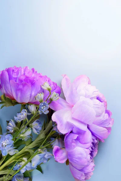 Flores de peonías azules sobre fondo azul —  Fotos de Stock