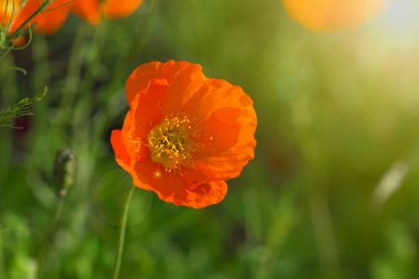 Bahçede açan güzel çiçeklerbahar arka plan. Yumuşak odaklama