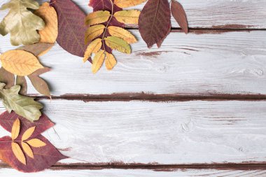 Sonbahar yapraklarından arka plan. Üst te. Kopyalama alanı.