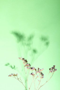 Gölgeler dalı soyut arka plan duvarda yaprakları. Gölgeler bindirme etkisi. Mockup